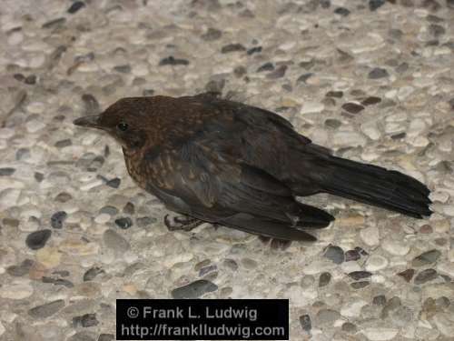 Thrush After Feline Attack